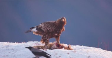 Brutal fight between two large and magnificent eagles over a dead animal in the mountains at winter. Feathers flying. Slow motion.