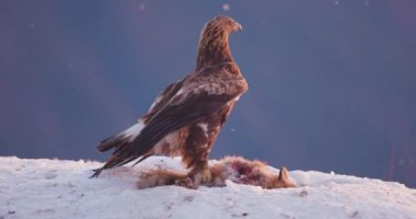 Proud and large golden eagle eats on a dead animal in the mountains at winter.