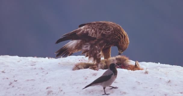 Primer Plano Águila Dorada Comiendo Zorro Muerto Las Montañas Invierno — Vídeos de Stock
