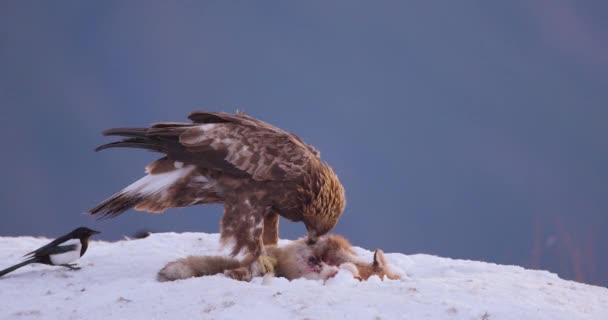 Close Golden Eagle Eating Windy Mountains Winter Slow Motion — Stock Video