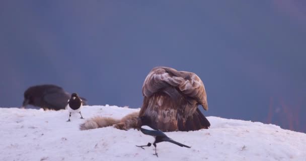 Close Golden Eagle Eating Mountains Winter Slow Motion — Video Stock