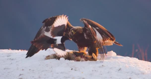 Eagle Chasing Away Magpies Dead Animal Mountains Winter Slow Motion — Stock video