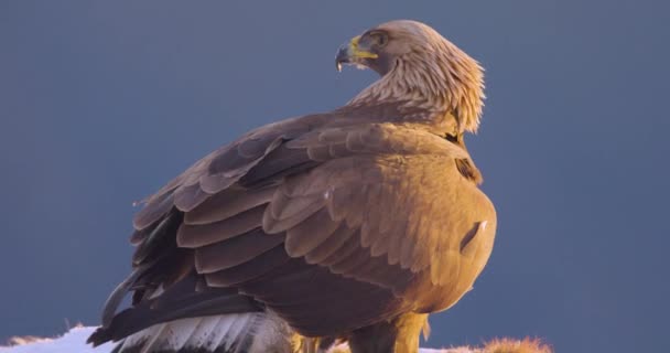 Close Beautiful Golden Eagle Eating Dead Fox Mountains Winter Windy — Stock videók