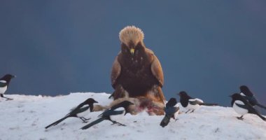 Golden eagle eating on dead fox in the mountains at winter. Slow motion.