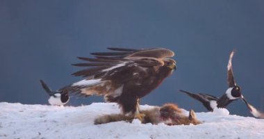 Close-up of golden eagle eating on dead fox in the mountains at winter. Looking after enemies. Slow motion.