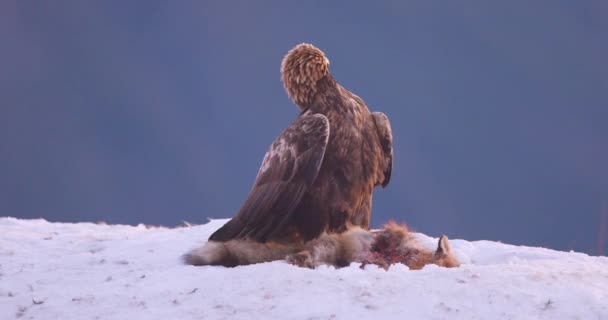 Brutal Fight Two Angry Magnificent Eagles Dead Animal Mountains Winter — Vídeos de Stock