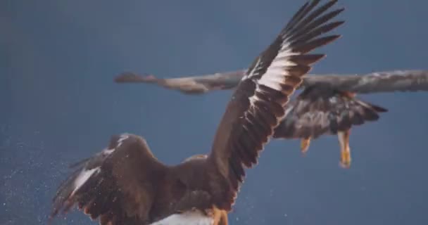 Eagle Chasing Away Another Eagle Dead Animal Mountains Winter Feathers — Stock video