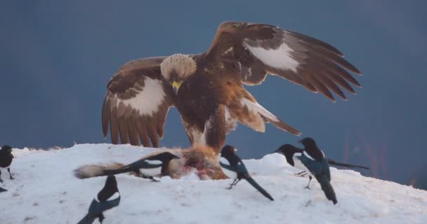 Eagle Chasing Away Magpies Dead Animal Mountains Winter Slow Motion — Video