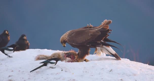 Adler Vertreiben Winter Elstern Von Einem Toten Tier Den Windigen — Stockvideo