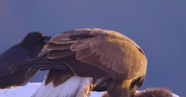 Крупный План Большого Золотого Орла Поедающего Мертвое Животное Горах Зимой — стоковое видео