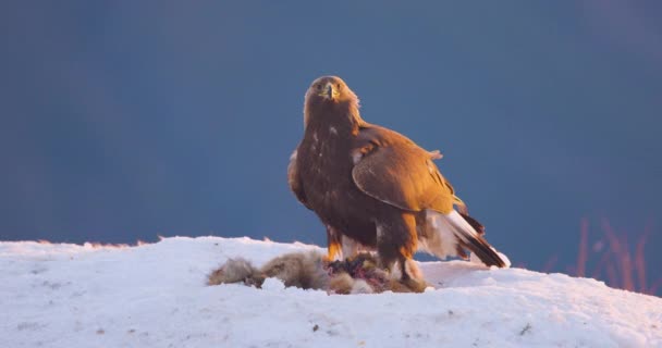 Grande Águia Dourada Olhando Para Inimigos Nas Montanhas Inverno — Vídeo de Stock