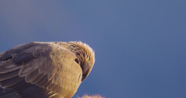 검독수리가 겨울에 산에서 동물을 모습을 가까이 것이다 — 비디오
