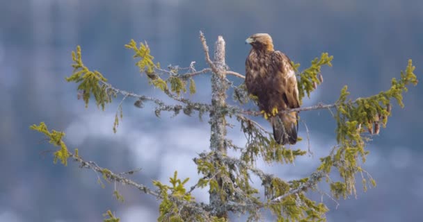 Primer Plano Gran Águila Dorada Sentada Árbol Las Altas Montañas — Vídeos de Stock