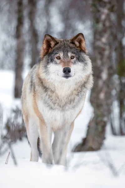 Full Length Portrait Eurasian Canis Lupus Wolf Standing Snow Forest — Stock Photo, Image