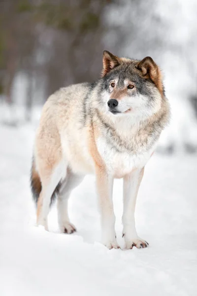 站在雪地覆盖的冬季森林中 全长的欧亚狼都在望着远方 — 图库照片