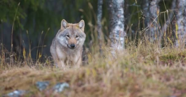 Close Lobo Fêmea Selvagem Andando Grama Floresta Olhos Olhando Para — Vídeo de Stock