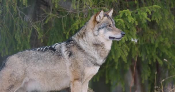 늑대의 클로즈업 프로필에 — 비디오