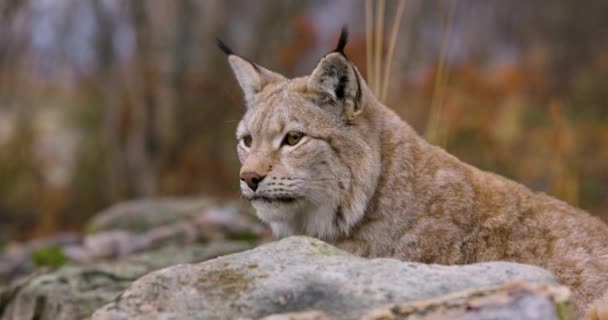 Close Eurasian Lynx Rests Rock Forest Wilderness Area Carnivore Mammal — Stock Video