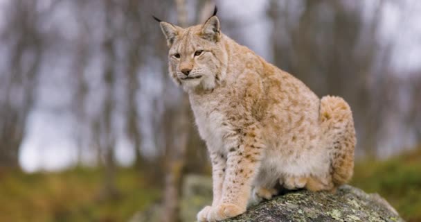 Sleepy Eurasian Lynx Sitting Rock Forest Wilderness Area — Stock Video