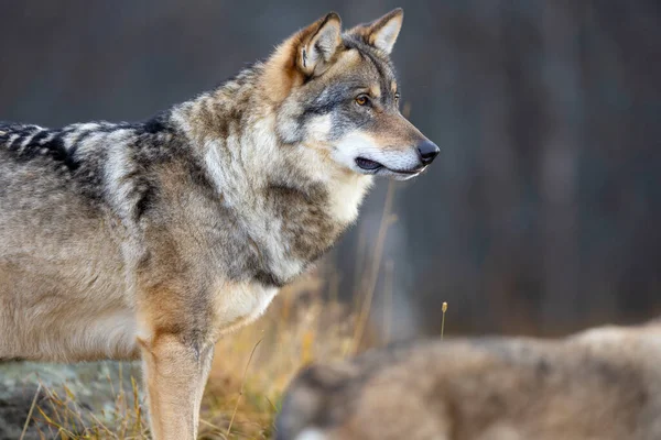 森の中の岩の上に立っているオスの灰色のオオカミのクローズアップ オオカミのプロフィール — ストック写真