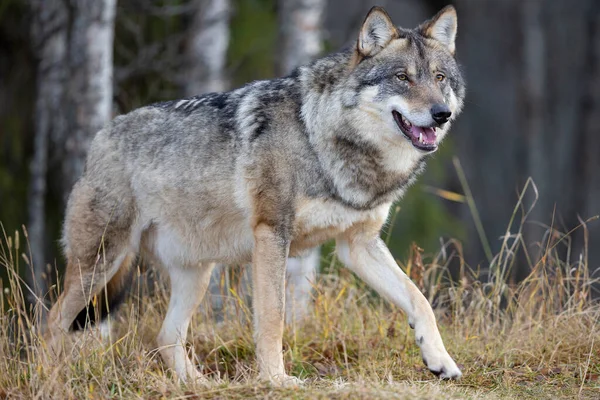 Профиль Сосредоточенного Большого Самца Серого Волка Идущего Холму Лесу — стоковое фото