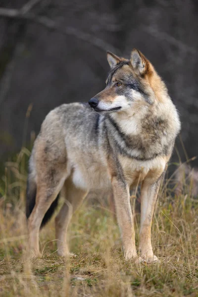Nahaufnahme Eines Männlichen Grauwolfs Der Wald Steht Und Beobachtet Wolf — Stockfoto