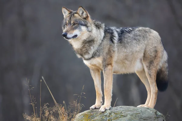 Profil Eines Großen Männlichen Grauwolfs Der Wald Steht Und Beute — Stockfoto