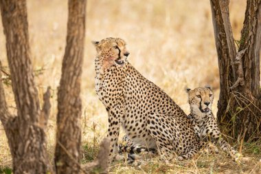Serengeti, Tanzanya 'daki Savannah' da bir ağacın altında iki güzel Afrikalı çita dinleniyor..