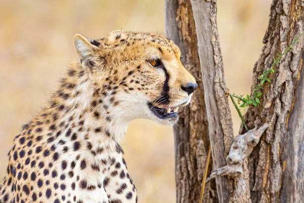 Afrikaanse Cheetah Zoek Naar Vijanden Prooi Berust Bij Serengeti Savannah — Stockfoto