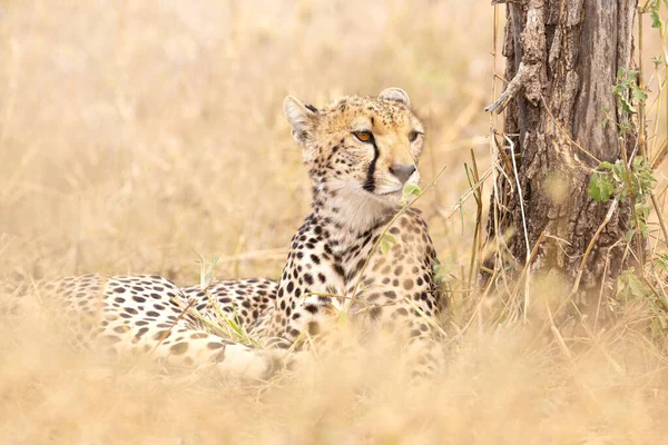 Cheetah Africano Descansa Savannah Serengeti Tanzânia — Fotografia de Stock
