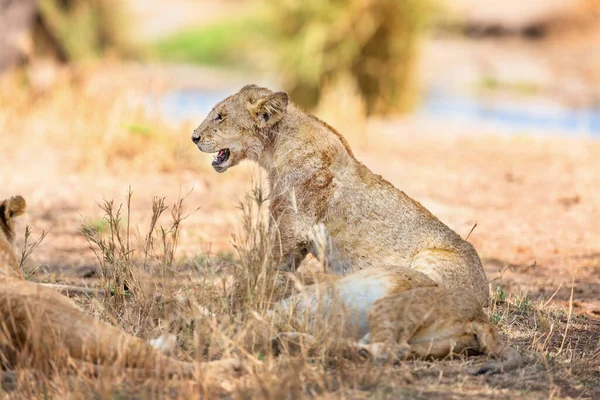 非洲坦桑尼亚塞伦盖蒂自豪地躺在一棵树下的大狮子 — 图库照片
