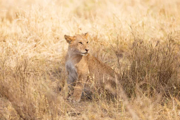 アフリカのセレンガティ タンザニアのサバンナの草の中のライオンの子だけ — ストック写真