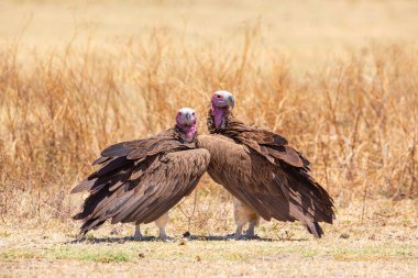 İki büyük akbaba. Ngorongoro, Tanzanya 'daki vahşi hayvanlar.