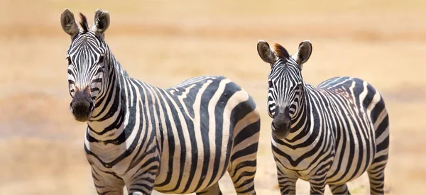Afrikanische Zebras Den Großen Ebenen Ngorongoro Tanzania Afrika — Stockfoto