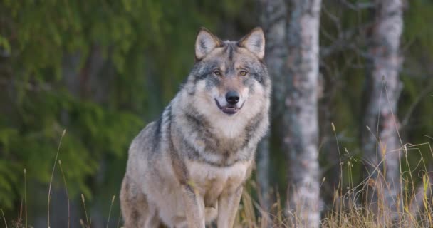 Κοντινό Πλάνο Ενός Αρσενικού Γκρίζου Λύκου Στο Δάσος Παρατηρώντας — Αρχείο Βίντεο