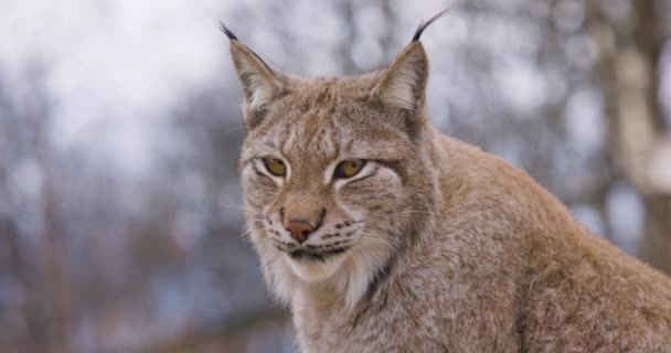 Close Van Een Euraziatische Lynx Het Bos Vleeseter Zoogdier Wildernis — Stockvideo