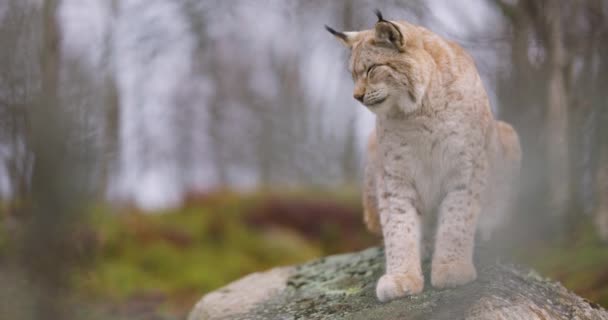 Sleepy Euraziatische Lynx Zittend Rots Het Bos Wildernis Gebied — Stockvideo