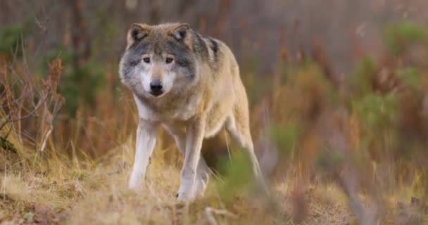 Grande Lobo Cinzento Bonito Adulto Floresta Observando — Vídeo de Stock