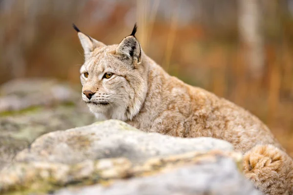 Gros Plan Magnifique Lynx Eurasien Assis Dans Forêt Pleine Nature — Photo