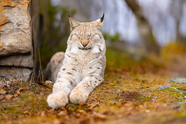 Prachtige Euraziatische Lynx Rustend Naast Een Rots Het Bos Vleeseter — Stockfoto