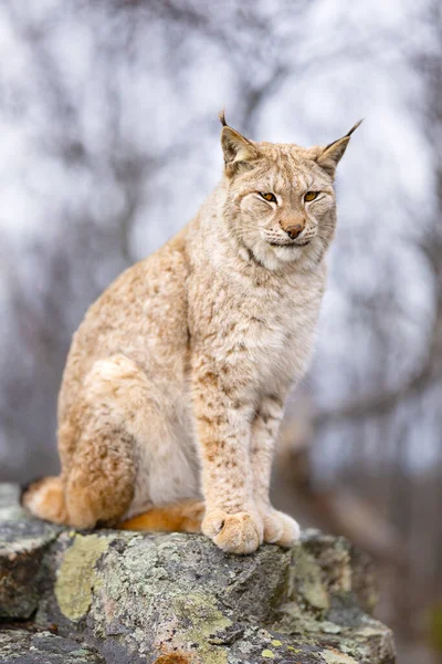 Close Beautiful Eurasian Lynx Sitting Forest Wilderness Area Carnivore Mammal — Stock Photo, Image