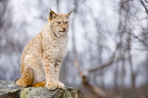 Beau Lynx Eurasien Assis Sur Rocher Dans Forêt Pleine Nature — Photo