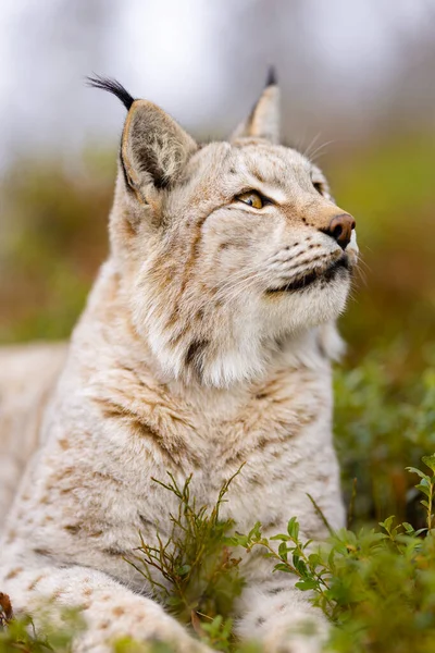 Gros Plan Lynx Eurasien Couché Dans Forêt Milieu Sauvage Mammifère — Photo