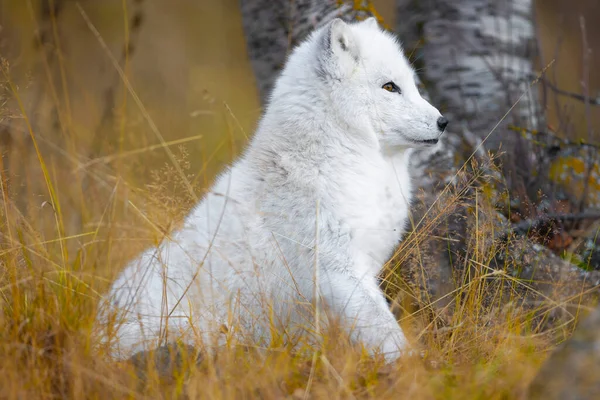 晩夏または秋に森の中に集中する北極キツネ — ストック写真