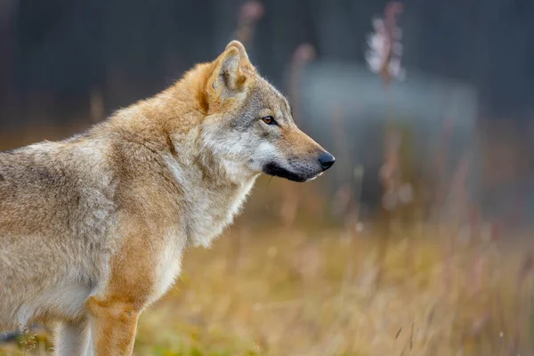 森の観察に立って警戒女性の灰色のオオカミのクローズアップ オオカミのプロフィール — ストック写真