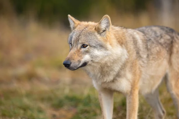 Krásná Šedá Vlčice Stojící Lese Pozorující Wolf Profilu — Stock fotografie