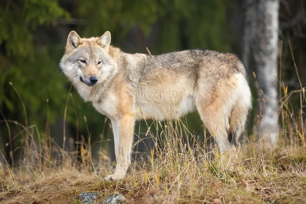 Mladý Šedý Vlk Lese Hledí Kamery — Stock fotografie