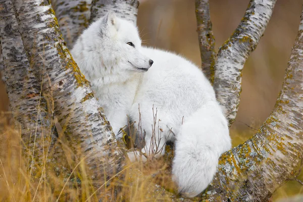 Raposa Ártica Inverno Pelagem Floresta Final Verão Outono — Fotografia de Stock