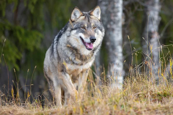 Крупный План Сфокусированного Большого Серого Волка Идущего Холму Лесу — стоковое фото