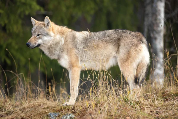 森の中で観察中の若い女性の灰色のオオカミ — ストック写真